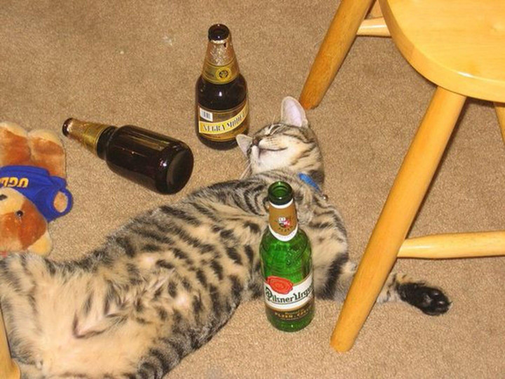 Khoảnh khắc đáng yêu vô đối khi hội thú cưng học thói 'say xỉn' của chủ - 5