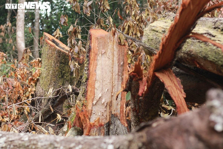 Cận cảnh rừng già ở Gia Lai 'đổ máu' - 9