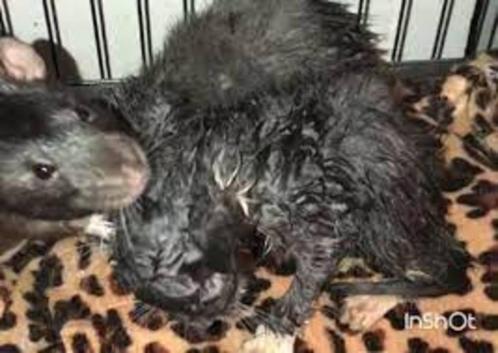 Chuột ‘bảo mẫu’ chuyên làm nhiệm vụ chăm sóc mèo khiến dân tình ‘tan chảy’ - 3