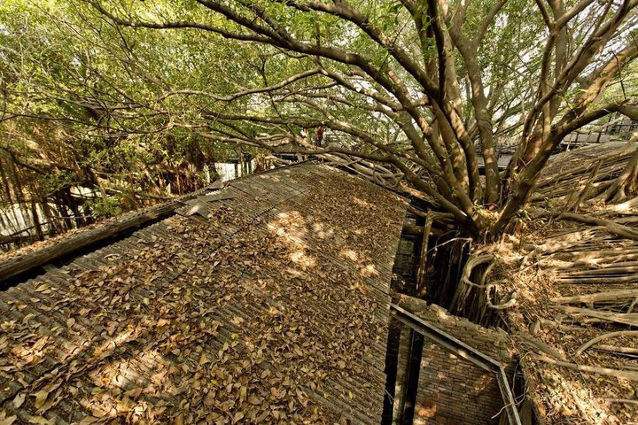 Ngôi nhà cây 200 tuổi - ‘công trình’ ma mị của thiên nhiên thu hút du khách - 8