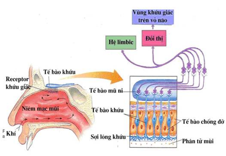 Khỏi COVID-19, bệnh nhân hoảng loạn vì ngửi mùi thơm thành mùi hôi thối - 1