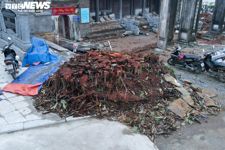 Tu sửa đình Chèm 2000 năm tuổi: Cây đa bị chặt hạ vì không hợp phong thuỷ - 1