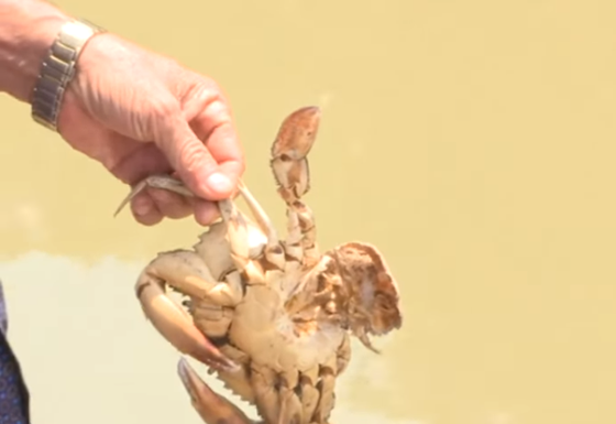 Xác định nguyên nhân cua biển nuôi trong vuông tôm chết bất thường ở Cà Mau - 1