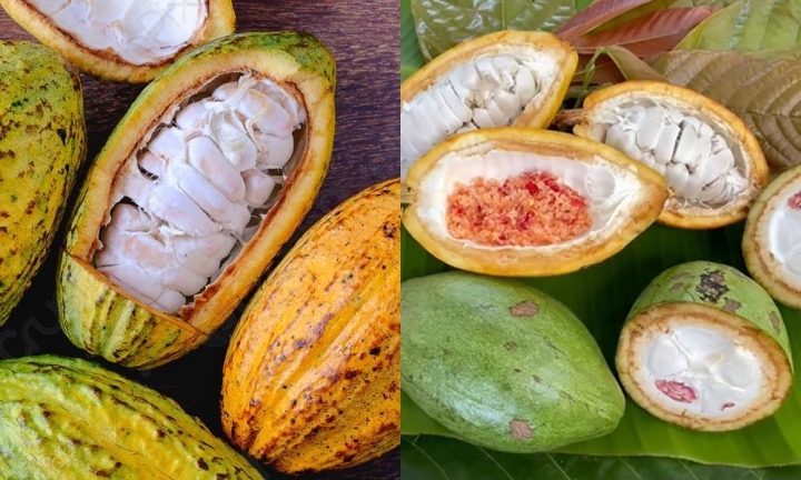 Cacao tươi chua chua ngọt ngọt, ăn kèm với muối ớt là ngon 'hết nước chấm'