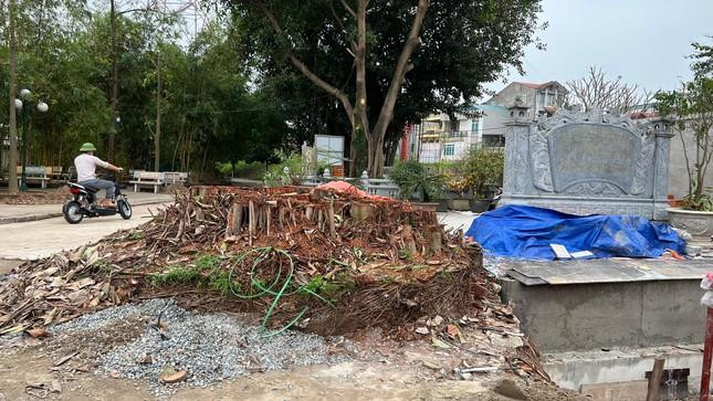 Tự ý chặt cây đa ở di tích đình Chèm: Ban Khánh tiết nhận trách nhiệm - 2