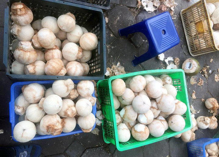 Đổ xô mua bù nước điện giải, giá dừa xiêm tăng gấp đôi - 1