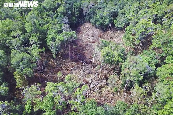 Hoang tàn cánh rừng già ở Gia Lai 'đổ máu': Đơn vị quản lý rừng báo cáo gì? - 3