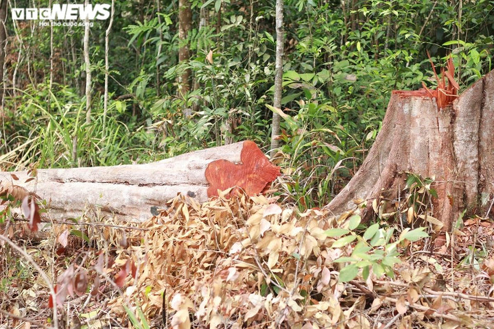 Hoang tàn cánh rừng già ở Gia Lai 'đổ máu': Đơn vị quản lý rừng báo cáo gì? - 2