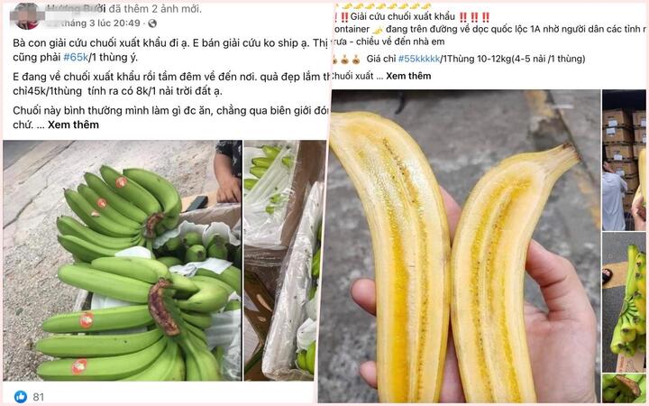 Chuối tiêu tắc biên quay đầu bán giải cứu, giá rẻ chưa từng có 5.000 đồng/kg - 2