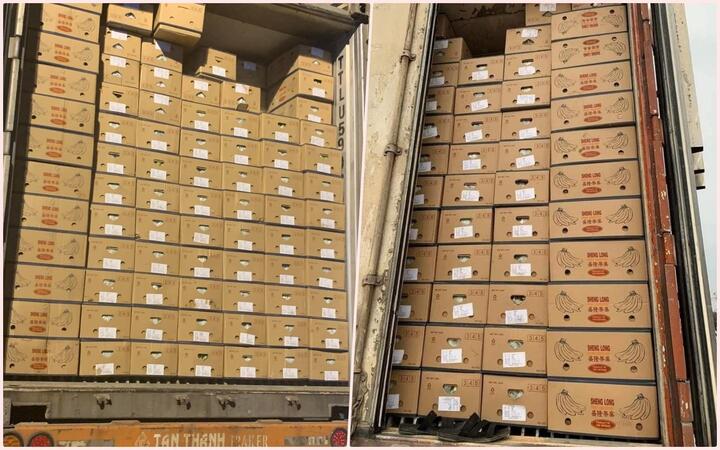 Chuối tiêu tắc biên quay đầu bán giải cứu, giá rẻ chưa từng có 5.000 đồng/kg - 3