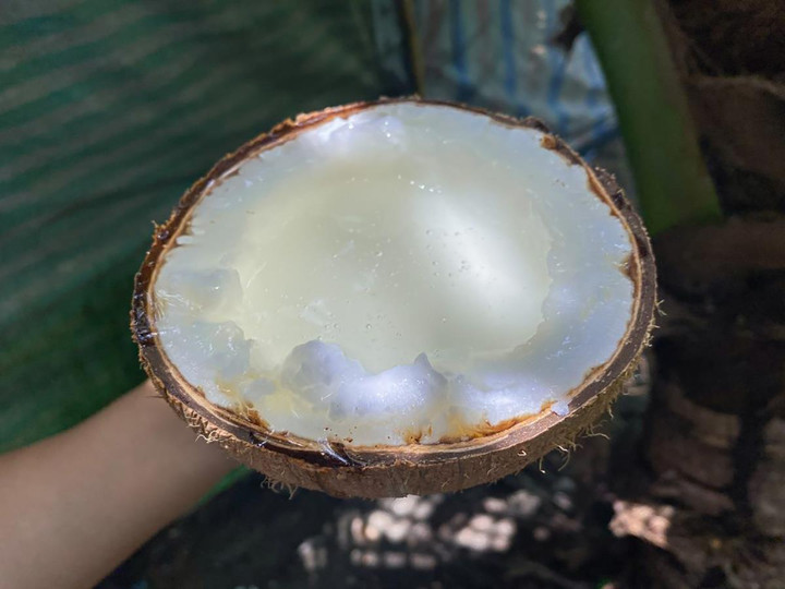 Quả dừa trông bình thường lại có giá 300.000 đồng, bổ ra mới biết 'đáng tiền' - 2