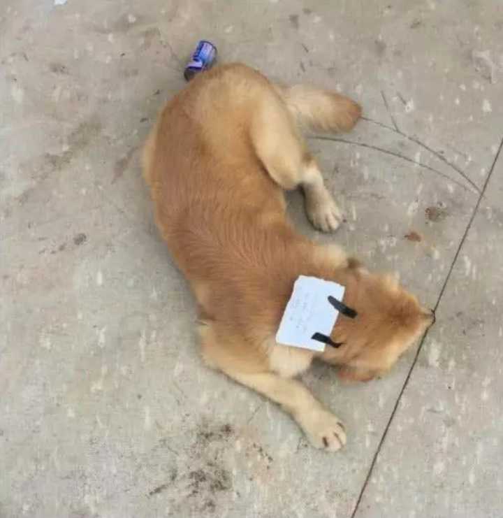 Chó cưng bị lạc mất, vài giờ sau lại quay về với mảnh giấy nhắn đầy bất ngờ - 2