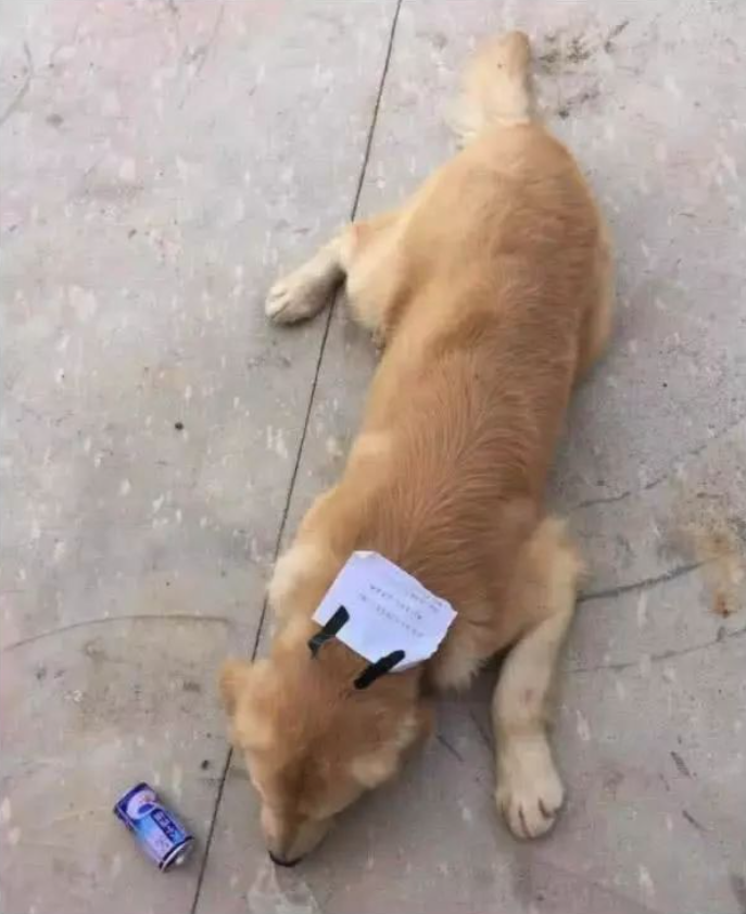 Chó cưng bị lạc mất, vài giờ sau lại quay về với mảnh giấy nhắn đầy bất ngờ - 1