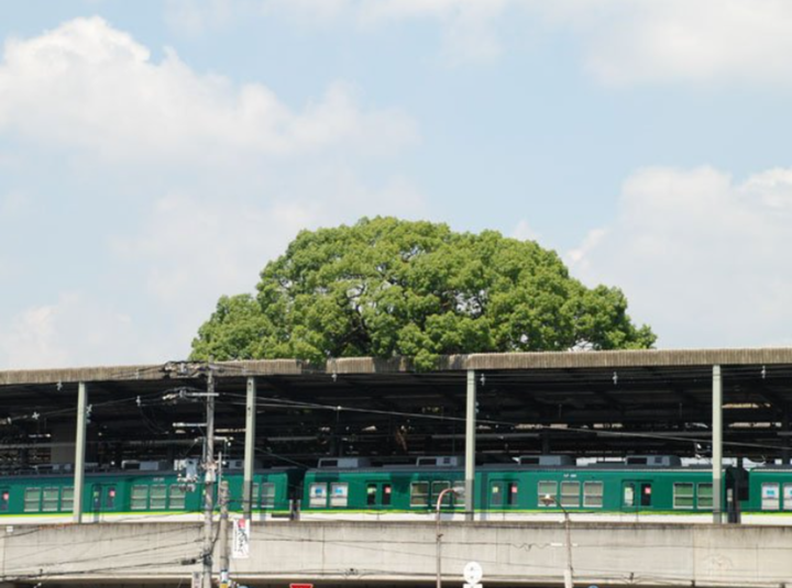 Bí ẩn cây đại thụ 700 tuổi ‘mọc xuyên’ nhà ga, hễ định chặt là xảy ra chuyện lạ - 3