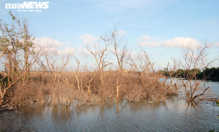 Cánh rừng ngập mặn ở Hải Phòng chết khô: Công an vào cuộc điều tra - 2