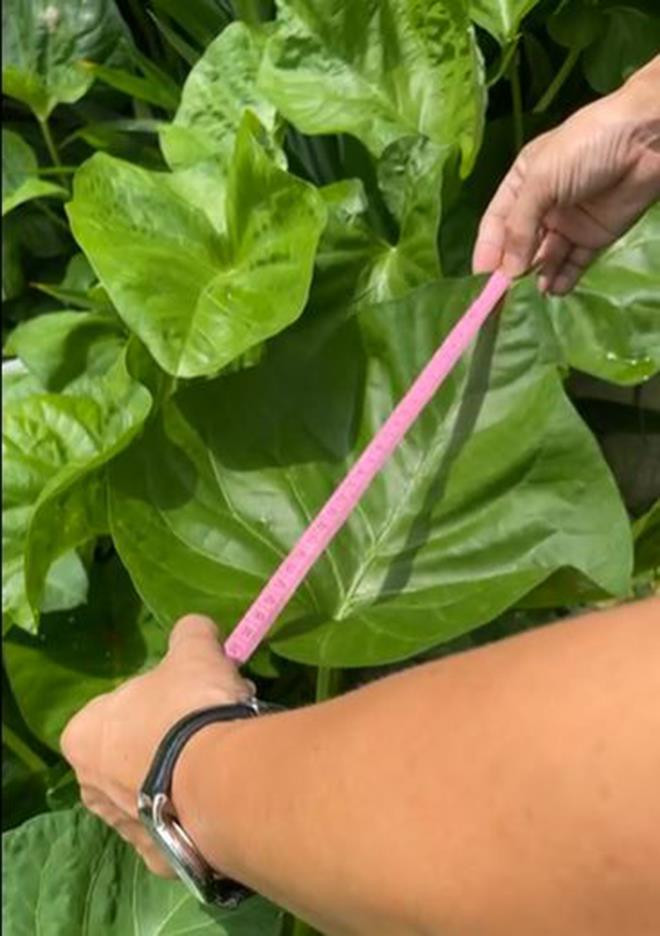 Rau muống khổng lồ lá to bằng cái mâm ở Bình Dương khiến dân mạng thích thú - 3