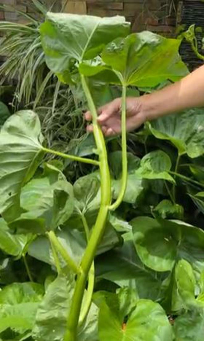 Rau muống khổng lồ lá to bằng cái mâm ở Bình Dương khiến dân mạng thích thú - 4