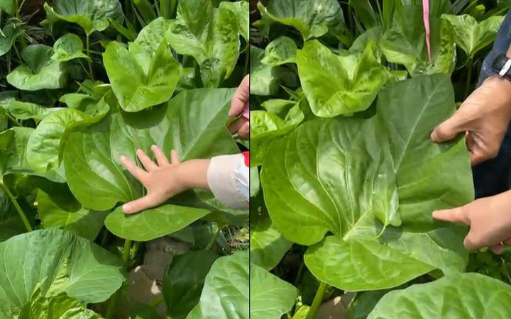 Rau muống khổng lồ lá to bằng cái mâm ở Bình Dương khiến dân mạng thích thú - 2