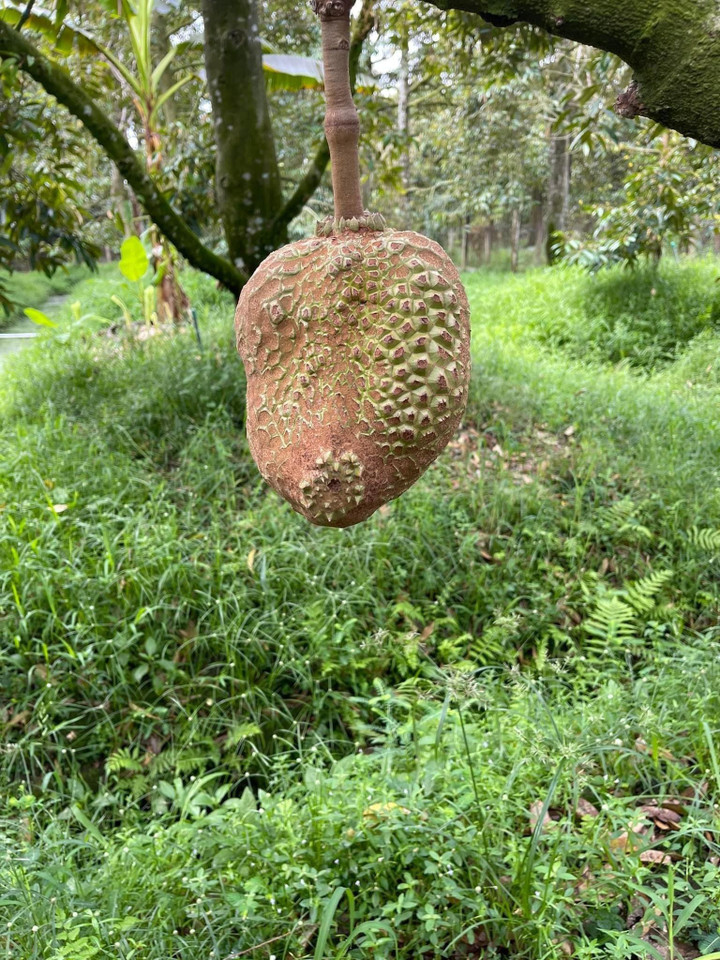 Sầu riêng 'đột biến' mọc lạ lùng khiến dân mạng thi nhau ‘giải mã’ - 2