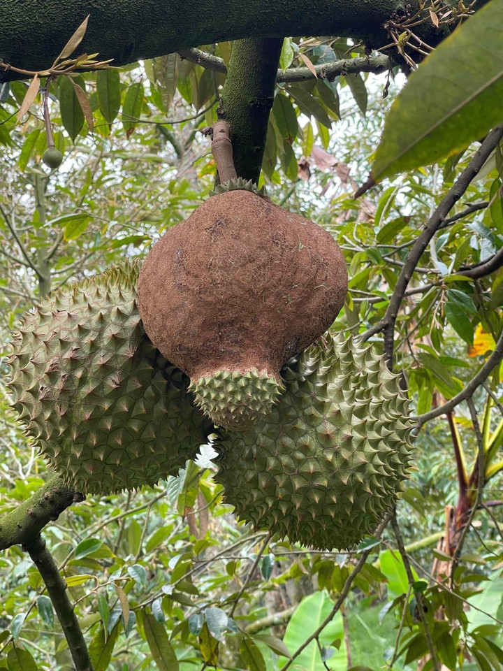 Sầu riêng 'đột biến' mọc lạ lùng khiến dân mạng thi nhau ‘giải mã’ - 1