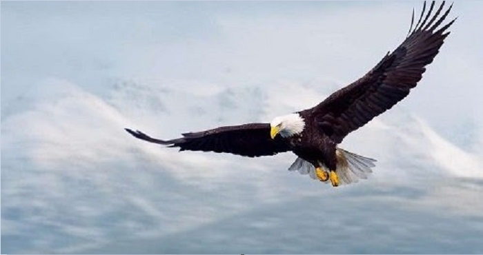 Khan hiếm nguồn cung, nhà đầu tư săn đón sản phẩm mới - 2