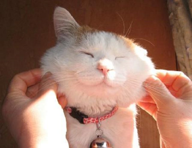 Tan cửa nát nhà vì bố 'yêu động vật' - 1