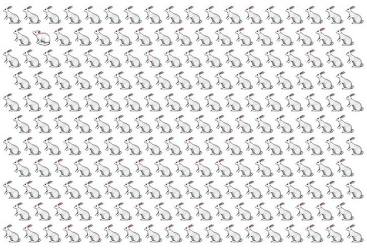 Thử tài tinh mắt: Con thỏ khác biệt nhất đang nằm ở đâu? - 1