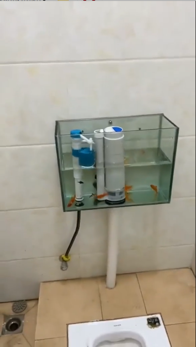 Toilet tự chế với bồn nước chứa vật khó tin, kết quả khi nhấn xả gây xôn xao - 1