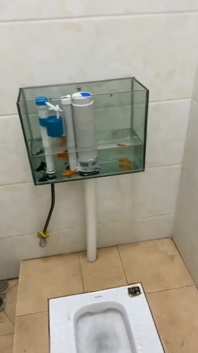 Toilet tự chế với bồn nước chứa vật khó tin, kết quả khi nhấn xả gây xôn xao - 2