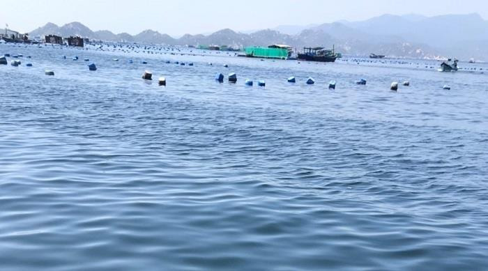 Tôm hùm rớt giá cả nửa triệu đồng/kg, ngư dân như ngồi trên lửa - 2