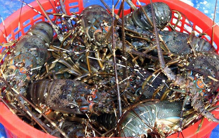 Tôm hùm rớt giá cả nửa triệu đồng/kg, ngư dân như ngồi trên lửa - 3