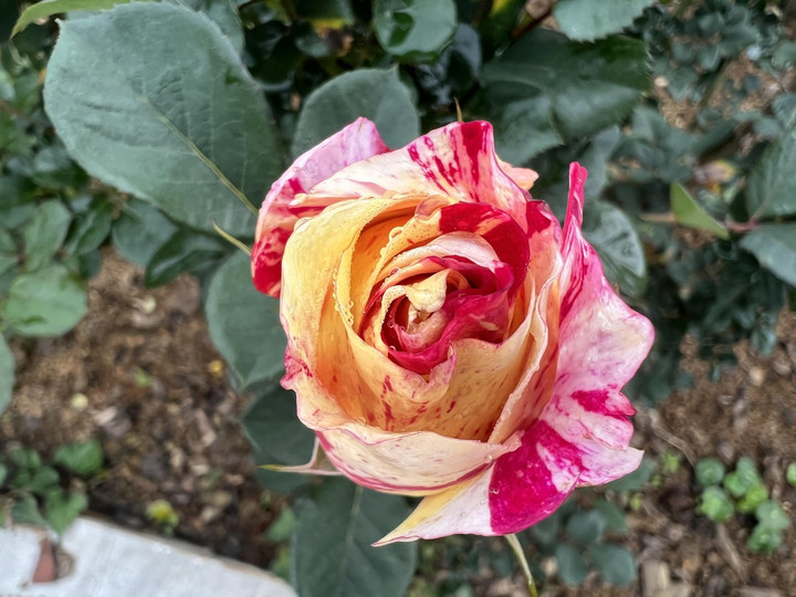 Chớm hè, ngắm hoa đỗ quyên rực rỡ trên dãy Hoàng Liên Sơn - 4