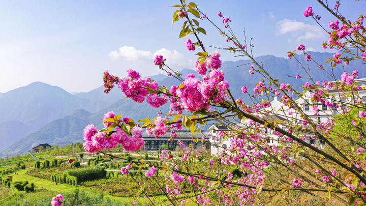 Chớm hè, ngắm hoa đỗ quyên rực rỡ trên dãy Hoàng Liên Sơn - 6