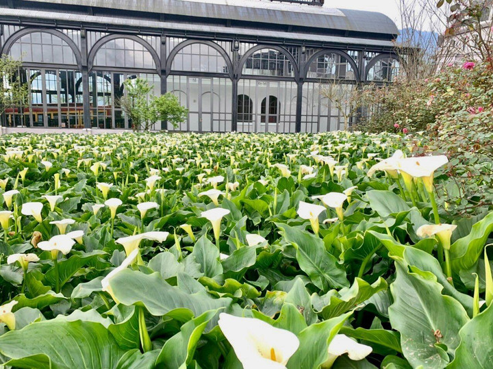 Chớm hè, ngắm hoa đỗ quyên rực rỡ trên dãy Hoàng Liên Sơn - 7