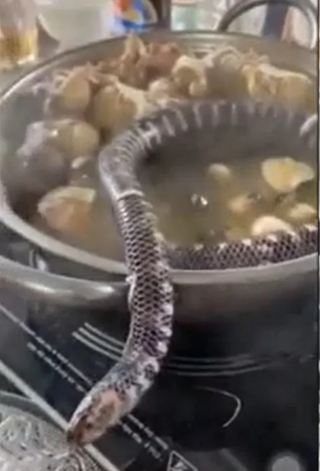 Con vật cố gắng bò ra khỏi nồi.