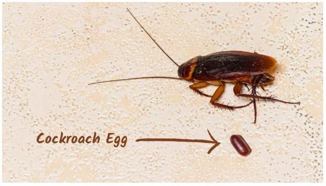 Loài gián vẫn sống ngay cả khi thiên thạch làm khủng long tuyệt chủng - 3