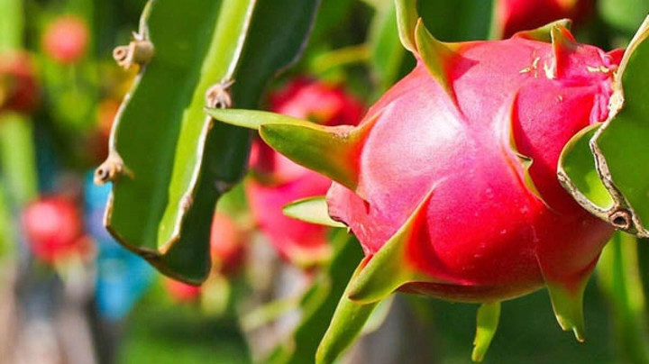 Những loại quả rẻ bèo ở Việt Nam nhưng sang nước bạn lại là 'hàng hiếm' đắt đỏ - 7