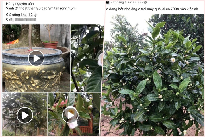 Bạch hải đường lên cơn sốt, rao bán 1,2 tỷ đồng/cây, được săn mua như vàng ròng - 2