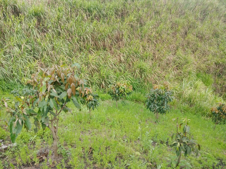 Sơn La: Phát hiện thi thể nam sinh lớp 8 với nhiều vết thương - 1