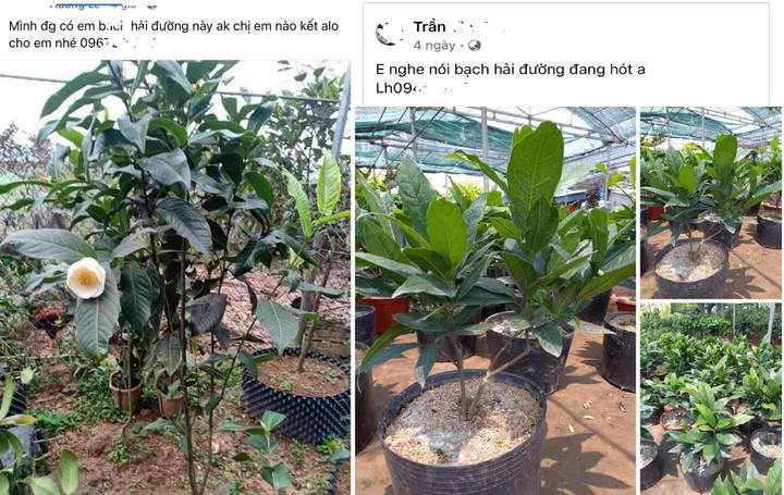 Bạch hải đường đắt như vàng: Chỉ là chiêu trò thổi giá trắng trợn - 1