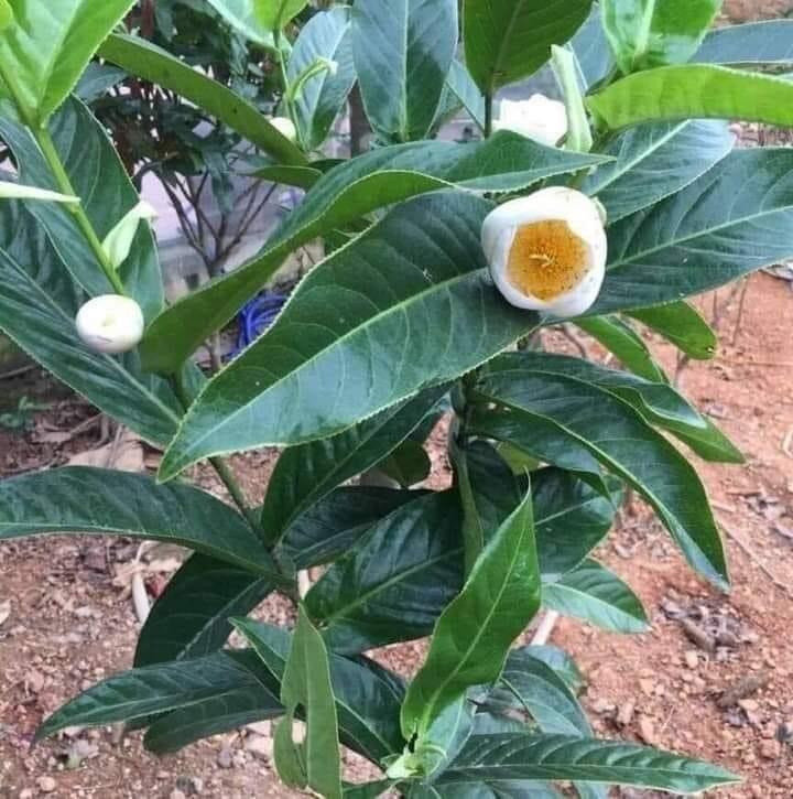 Bạch hải đường đắt như vàng: Chỉ là chiêu trò thổi giá trắng trợn - 2