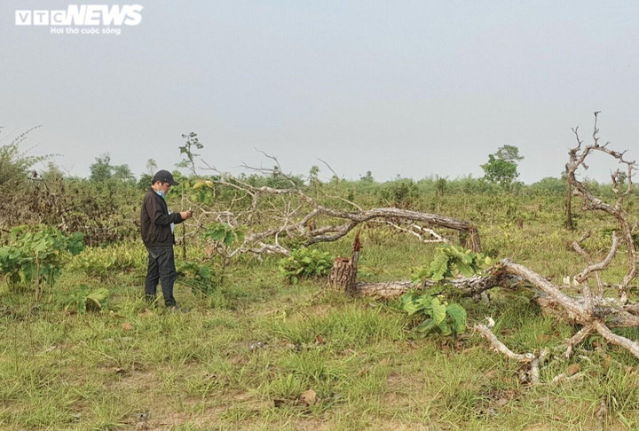 Ảnh: Cánh rừng tự nhiên rộng hơn 380ha ở Đắk Lắk bị tàn phá - 1