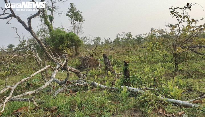 Ảnh: Cánh rừng tự nhiên rộng hơn 380ha ở Đắk Lắk bị tàn phá - 2