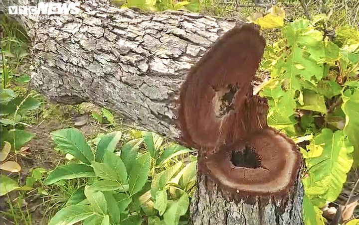 Ảnh: Cánh rừng tự nhiên rộng hơn 380ha ở Đắk Lắk bị tàn phá - 5