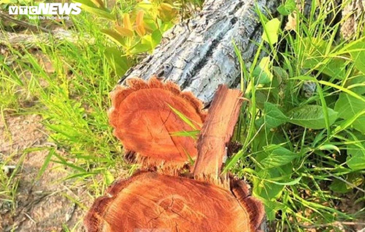 Ảnh: Cánh rừng tự nhiên rộng hơn 380ha ở Đắk Lắk bị tàn phá - 4