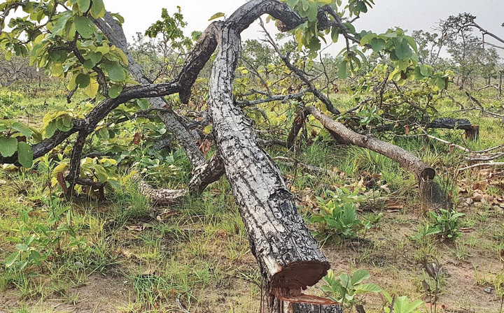 Ảnh: Cánh rừng tự nhiên rộng hơn 380ha ở Đắk Lắk bị tàn phá - 7