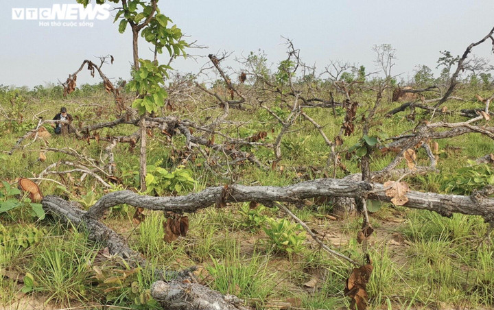 Ảnh: Cánh rừng tự nhiên rộng hơn 380ha ở Đắk Lắk bị tàn phá - 3