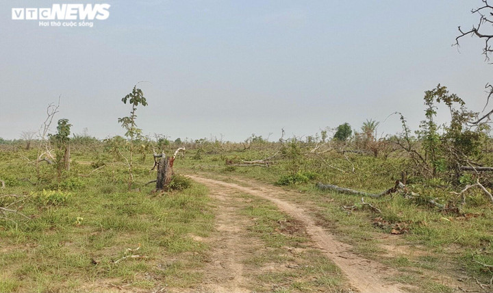 Ảnh: Cánh rừng tự nhiên rộng hơn 380ha ở Đắk Lắk bị tàn phá - 6