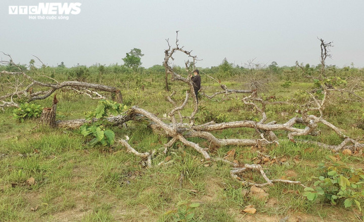 Ảnh: Cánh rừng tự nhiên rộng hơn 380ha ở Đắk Lắk bị tàn phá - 8