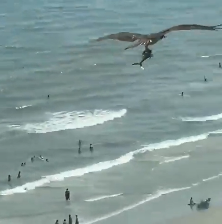 Cảnh tượng chim khủng săn được 'cá mập', bay lượn lờ giữa biển gây kinh ngạc - 2
